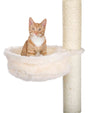 PHO_PRO_CAT_CLIP_43921-1