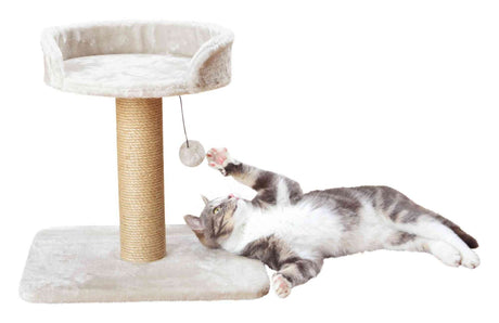 PHO_PRO_CAT_CLIP_44418-1