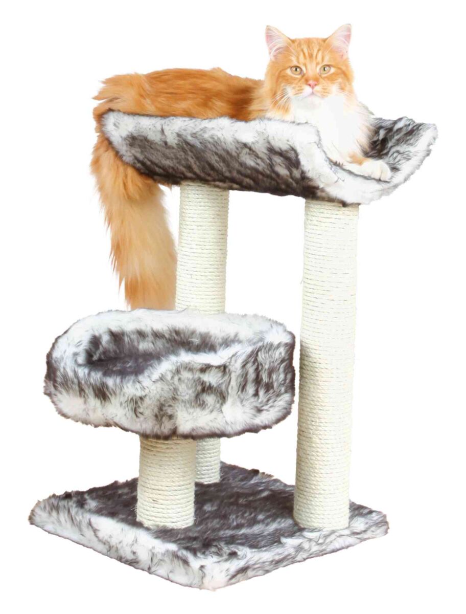PHO_PRO_CAT_CLIP_44567-1