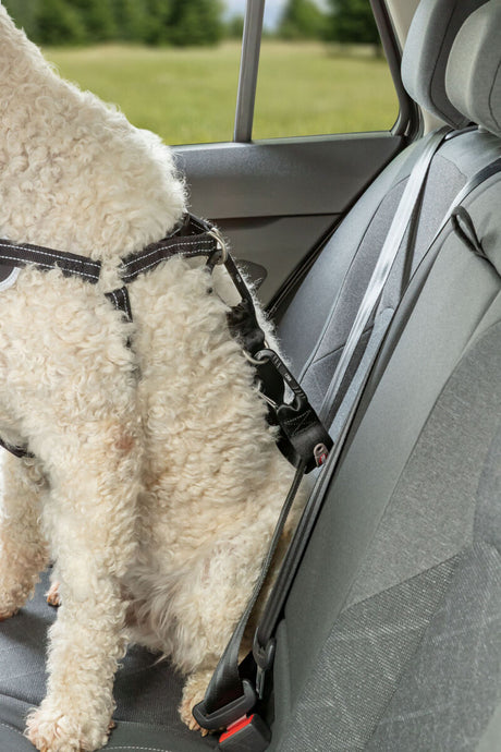 Ein Hund mit lockigem Fell sitzt angeschnallt auf einem Autositz.