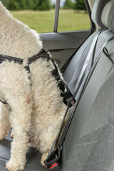 Ein Hund mit lockigem Fell sitzt angeschnallt auf einem Autositz.