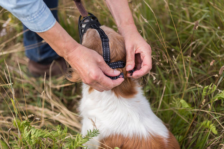 Eine Person legt einem Hund im Gras einen schwarzen Maulkorb um.