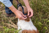 Eine Person legt einem Hund im Gras einen schwarzen Maulkorb um.