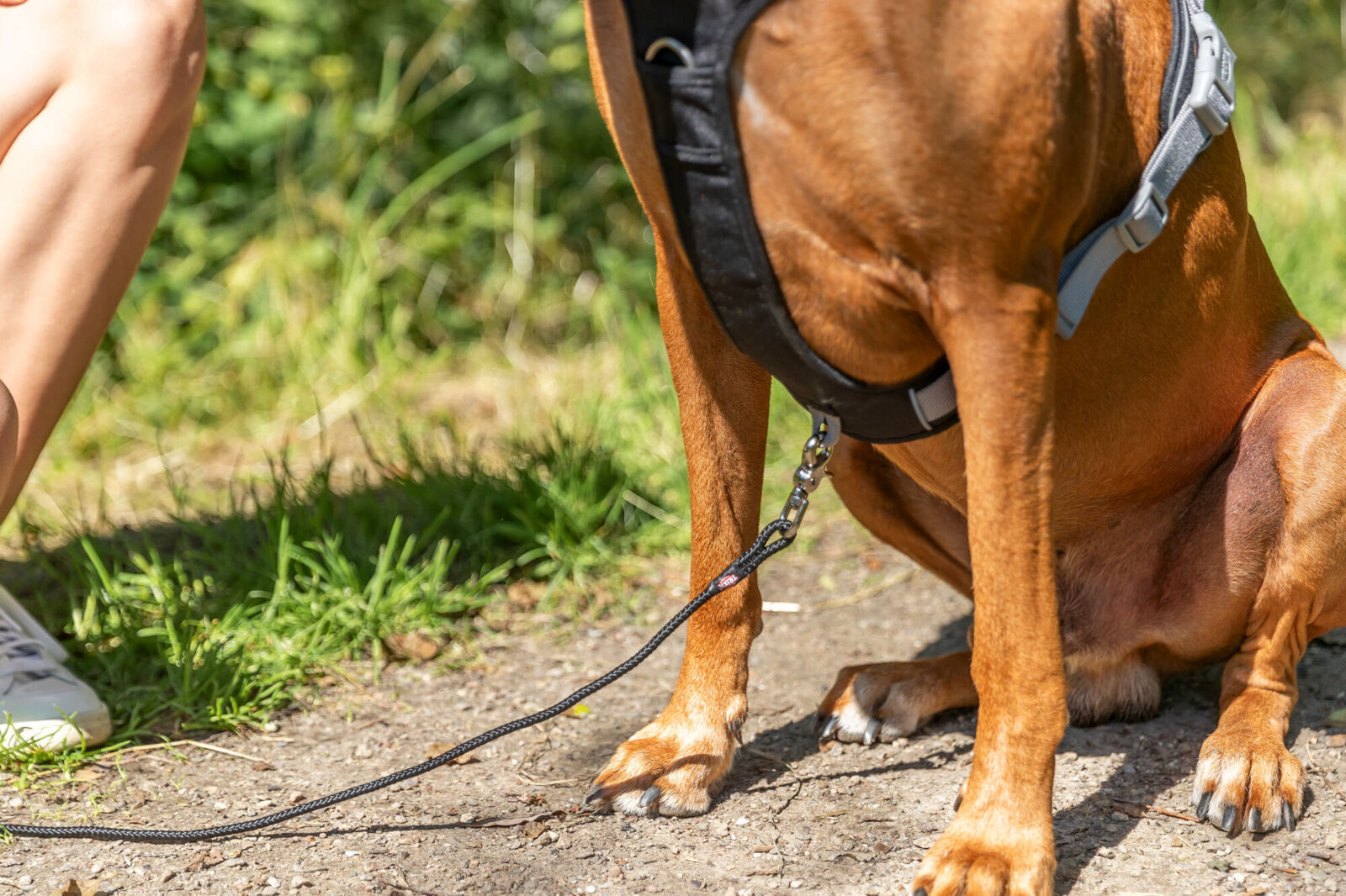 Hund mit hellbraunem Fell und schwarzem Geschirr sitzt auf einem Weg; eine Person ist teilweise sichtbar.