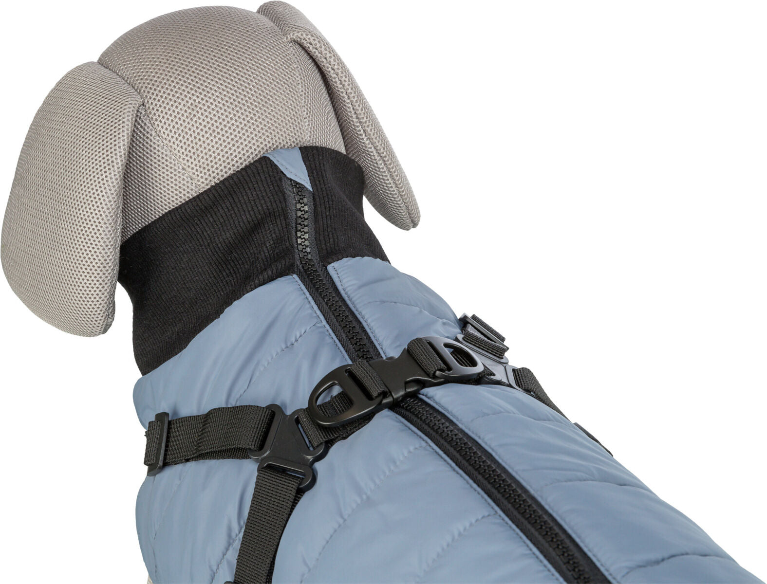 Eine Hundepuppe trägt einen blauen Mantel mit schwarzem Reißverschluss und verstellbaren Gurten.