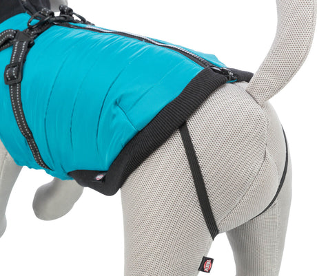 Eine graue Hunde-Attrappe trägt einen türkisfarbenen Mantel mit schwarzem Rand und mehreren Schnallen.