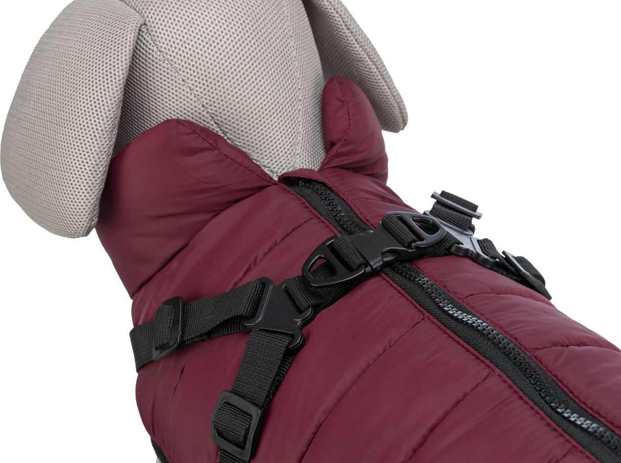 Hundemantel in Dunkelrot mit schwarzem Reißverschluss und verstellbarem Riemen, grauer Kragen.