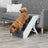 PHO_PRO_DOG_01-39488-1