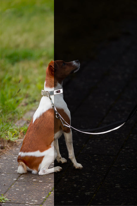 Ein Hund sitzt auf Gehweg, trägt ein Halsband mit Leine, links Gras, rechts dunkler Boden.