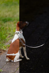 Ein Hund sitzt auf Gehweg, trägt ein Halsband mit Leine, links Gras, rechts dunkler Boden.
