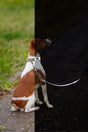 Ein Hund sitzt auf Gehweg, trägt ein Halsband mit Leine, links Gras, rechts dunkler Boden.