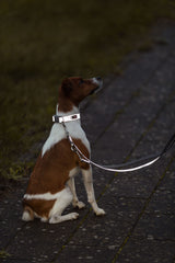 Ein braun-weißer Hund sitzt mit Leine und Halsband auf einem gepflasterten Weg.