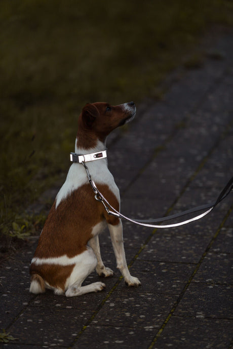 Ein braun-weißer Hund sitzt mit Leine und Halsband auf einem gepflasterten Weg.