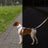 Ein Hund mit Geschirr steht auf einem Gehweg, halb im Licht, halb im Schatten.