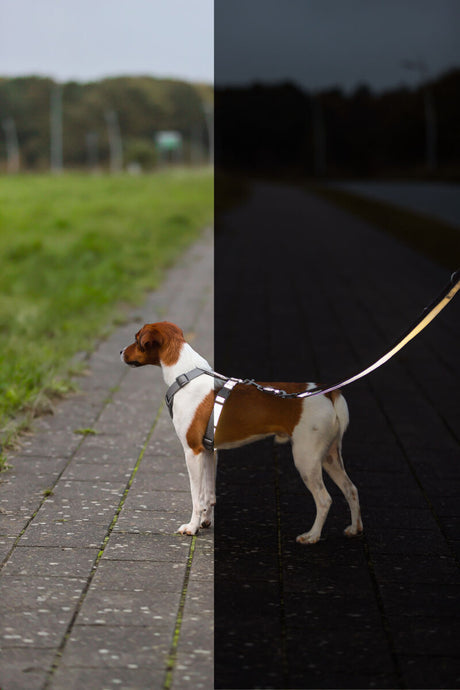 Ein Hund mit Geschirr steht auf einem Gehweg, halb im Licht, halb im Schatten.