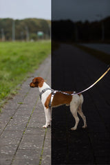 Ein Hund mit Geschirr steht auf einem Gehweg, halb im Licht, halb im Schatten.