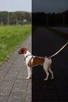 Ein Hund mit Geschirr steht auf einem Gehweg, halb im Licht, halb im Schatten.