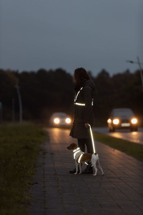 Person mit reflektierender Kleidung und kleinem Hund an Leine auf Gehweg in der Dämmerung.