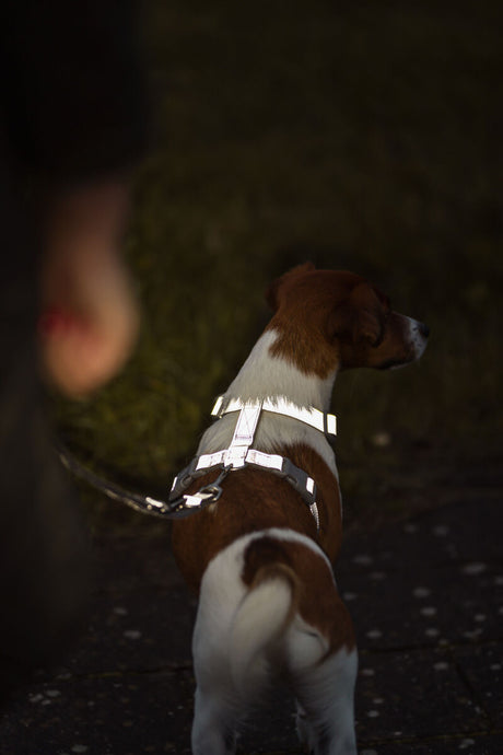 Kleiner Hund mit reflektierendem Geschirr steht auf einem dunklen Weg.