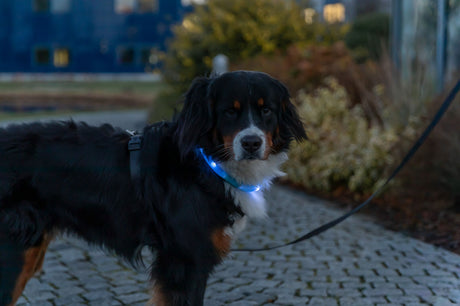 Ein Hund mit Leucht-Halsband steht auf einem gepflasterten Weg im Freien.