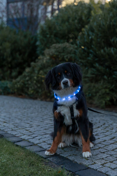 Hund mit blauem Leuchthalsband sitzt auf einem gepflasterten Weg in einem Garten.