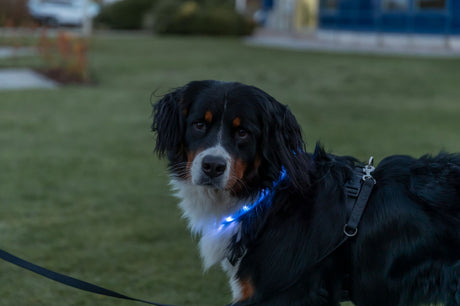 Ein Hund trägt ein leuchtendes Halsband auf einer Wiese bei Dämmerung.