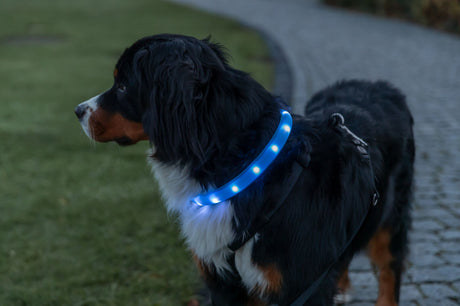 Hund mit blauem Leuchthalsband steht auf einem Weg neben Rasen.