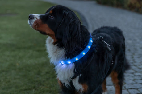 Ein Hund mit einem leuchtenden blauen Halsband steht auf einem gepflasterten Weg.