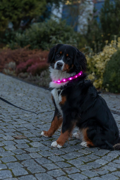 Ein großer Hund mit einem leuchtenden rosa Halsband sitzt auf einem gepflasterten Weg.