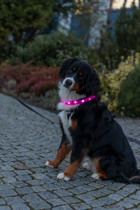Hund mit leuchtendem, pinkfarbenem Halsband sitzt auf einem gepflasterten Weg.