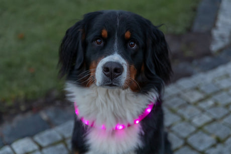 Ein Hund mit dreifarbigem Fell trägt ein pinkes Leuchthalsband auf einem gepflasterten Weg.