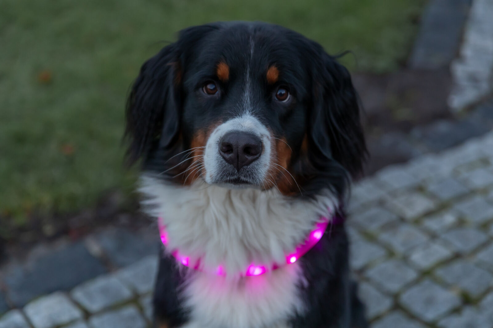 Ein Hund mit dreifarbigem Fell trägt ein pinkes Leuchthalsband auf einem gepflasterten Weg.