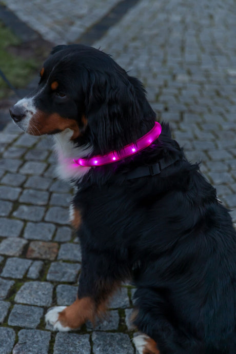 Hund mit schwarzem Fell trägt ein leuchtendes pinkes Halsband auf einem gepflasterten Weg.