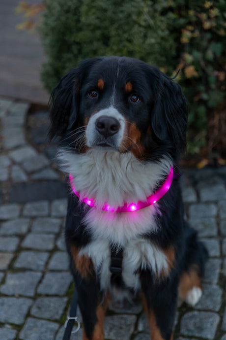 Schwarzer Hund mit leuchtendem pinkem Halsband sitzt auf gepflastertem Weg.