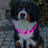 Schwarzer Hund mit leuchtendem pinkem Halsband sitzt auf gepflastertem Weg.