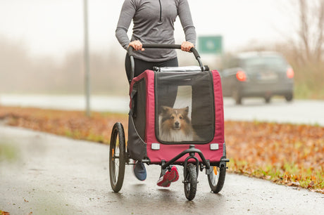 Person schiebt Fahrradanhänger mit Hund auf einem nassen Weg.