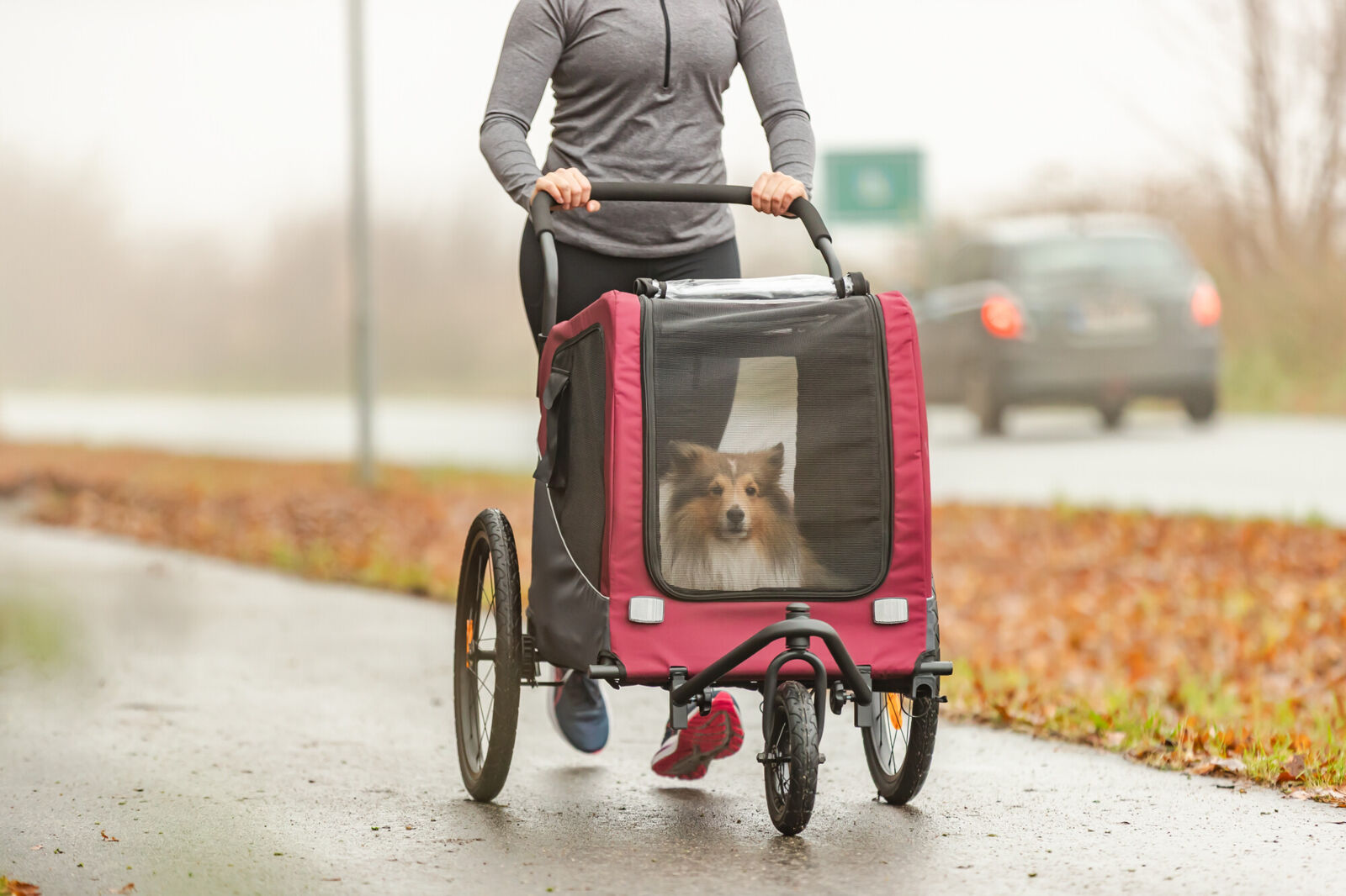 Person schiebt Fahrradanhänger mit Hund auf einem nassen Weg.