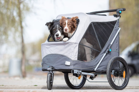 Zwei Hunde schauen aus einem grauen Fahrradanhänger mit großen Rädern und Netzfenstern.