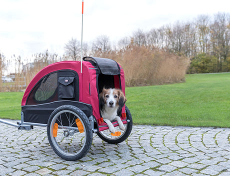 PHO_PRO_DOG_12814-1