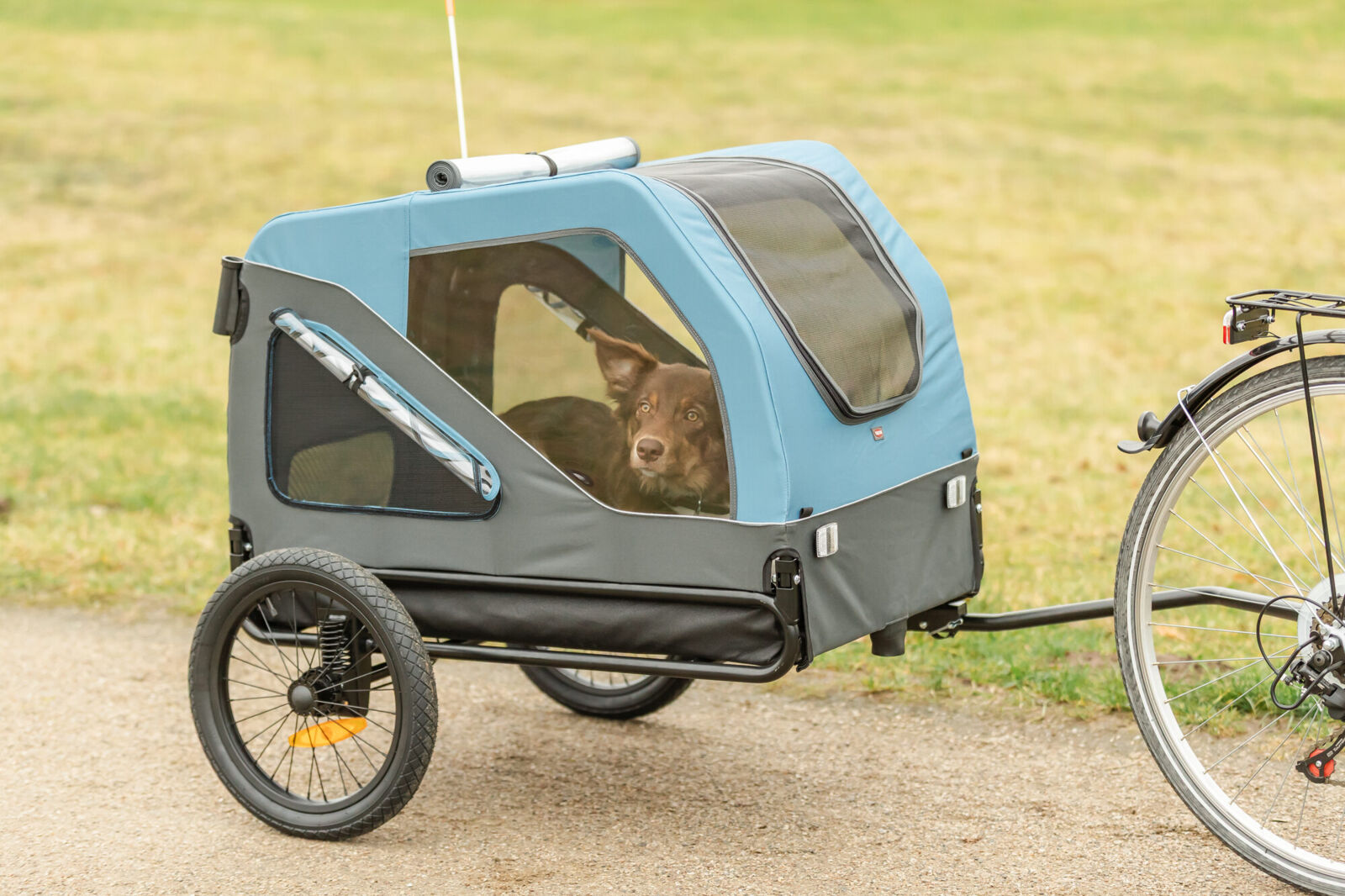 Hund sitzt in blauem Fahrradanhänger neben angekoppeltem Fahrrad auf einem Weg.