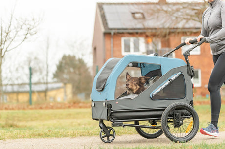 Ein Hund sitzt in einem blauen Fahrradanhänger, der von einer Person geschoben wird.