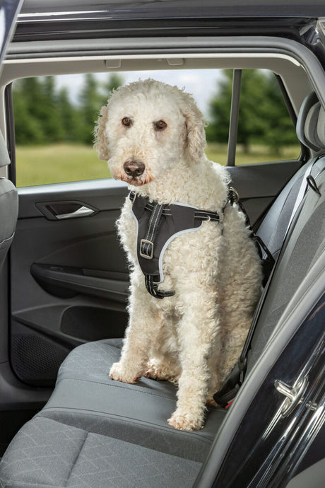 Ein weißer Hund mit schwarzem Sicherheitsgeschirr sitzt auf dem Rücksitz eines Autos.