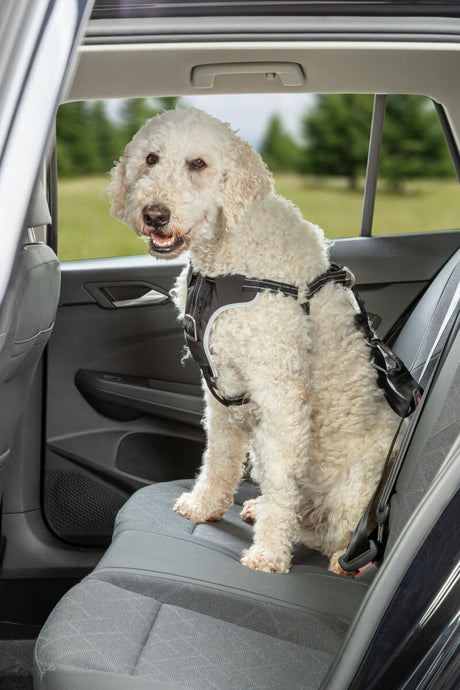 Hund mit weißem Fell sitzt auf der Rückbank eines Autos und trägt ein schwarzes Geschirr.