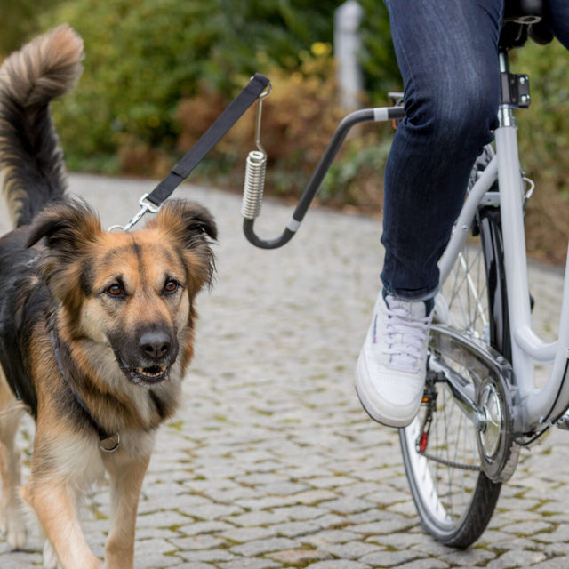 PHO_PRO_DOG_12860-2