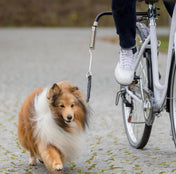 Ein Hund mit langem Fell geht neben einem Fahrrad mit einer Halterung für Hunde an einer Leine auf einem gepflasterten Weg.