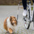 Ein Hund mit langem Fell geht neben einem Fahrrad mit einer Halterung für Hunde an einer Leine auf einem gepflasterten Weg.