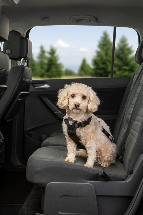 Ein kleiner Hund mit Geschirr sitzt auf einem Autositz, draußen sind Bäume sichtbar.