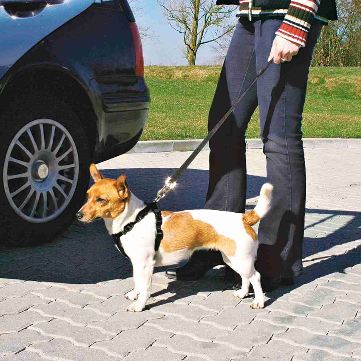 Person hält kleinen Hund an der Leine, Hund trägt ein Geschirr, im Hintergrund ein Auto auf Pflastersteinen.