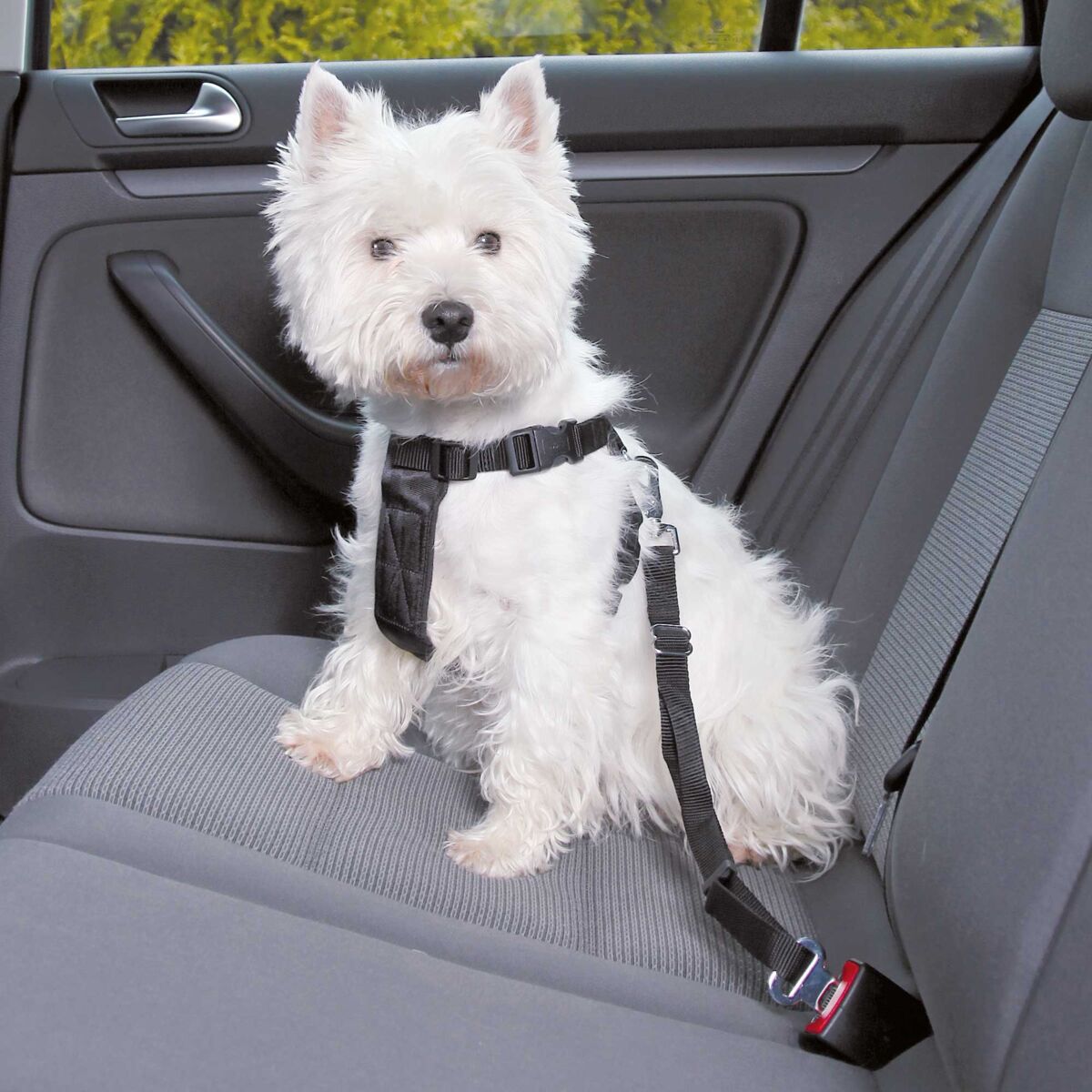 Weißer Hund mit schwarzem Sicherheitsgeschirr auf grauem Autositz, angeschnallt an Sicherheitsgurt.