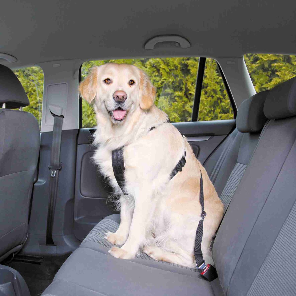 Ein Hund sitzt auf dem Rücksitz eines Autos und trägt ein schwarzes Sicherheitsgeschirr, das am Gurt befestigt ist.
